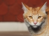 Leonard